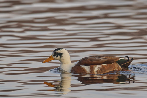 Stockente - Hybrit 2 - Nettetal, Damm Krickenbecker Seen (31.01.2019)