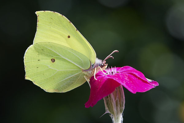 Zitronenfalter - Garten - (21.07.2021)