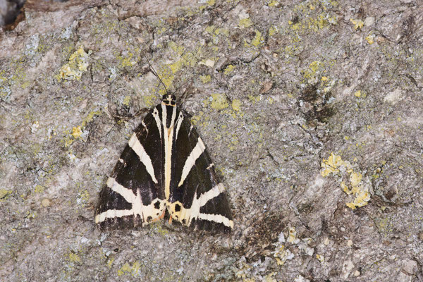 Russischer Bär / Spanische Flagge im Garten