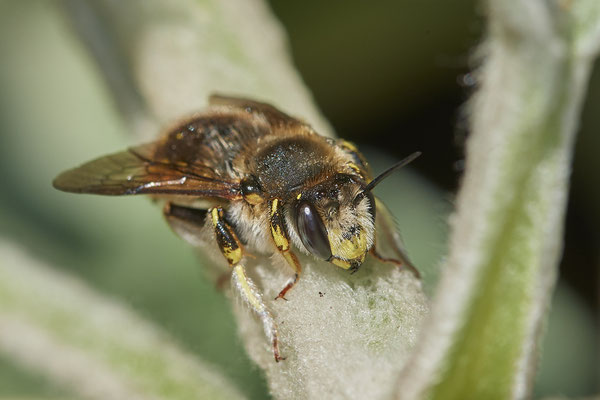 Nr.0777 - Anthidium manicatum / Garten Wollbiene - OB im Garten - 51°31`49.60" 6°50`56.50" - (21.06.2019)