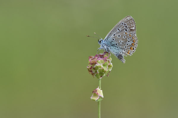 Heute nochmal in aller Frühe zum  Hauhechel-Bläuling / Polyommatus icarus -  Bottrop Halde Schöttelheide - (03.08.2020)