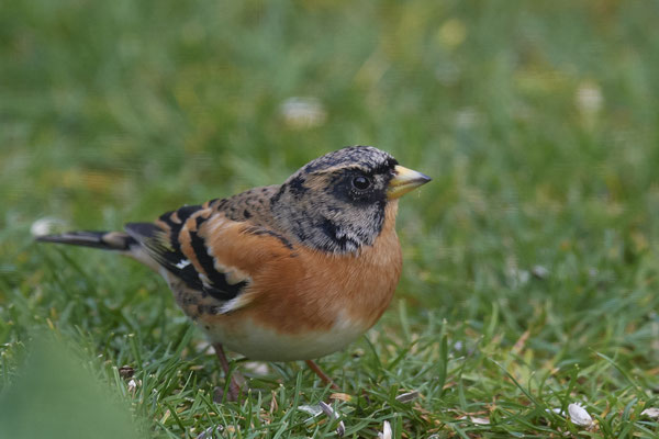 Bergfink im Garten
