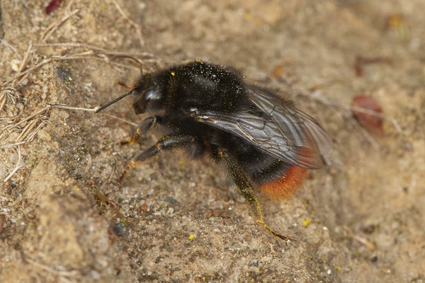 Nr.18/13 - Bombus lapidarius (Steinhummel) - LMB - (19.10.2018)