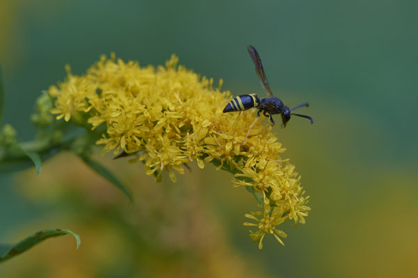 Faltenwespe unbestimmt