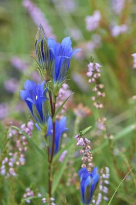 Gentiana pneumonanthe / Lungen-Enzian - Wesel - (11.08.2019) ( In Deutschland stark gefährdet - 3+ durch die Bundesartenschutzverordnung (BArtSchV) besonders geschützt )