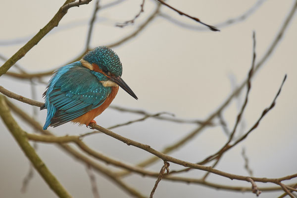 Eisvogel in den Mülheimer Ruhrauen - (01.02.2019)