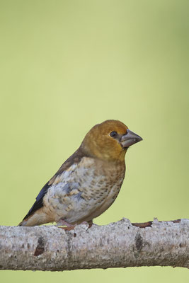 Jungvogel vom Kernbeißer - (03.06.2020)