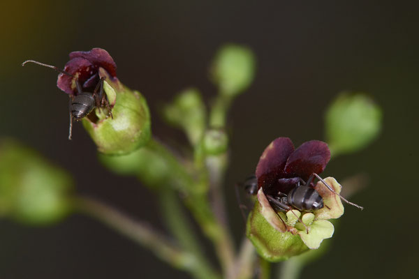 Scrophularia nodosa / Knotige Braunwurz - OB Zeche Sterkrade - (14.08.2019) Blüten wurden rege von Ameisen besucht ( Bestäuber? )