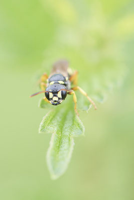 Cerceris quinquefasciata / Knotenwespe - DIN-Emschermündung - (21.07.2021)