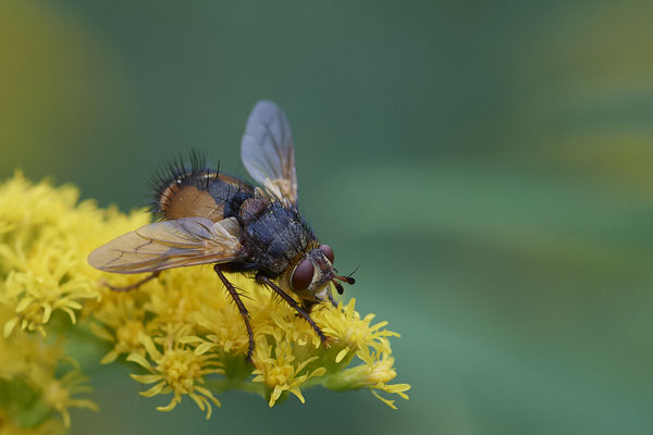 Igelfliege