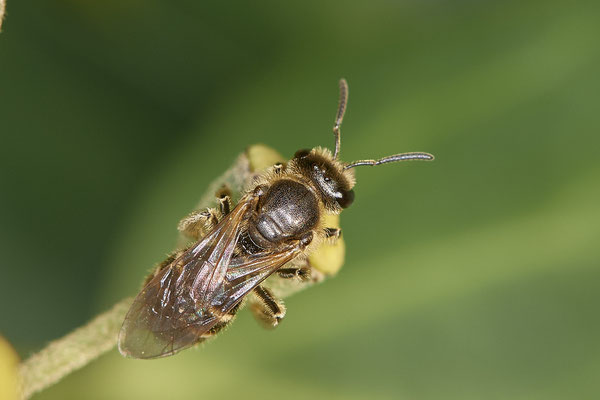 Nr.21-1/02 - Lasioglossum calceatum - OB Bottroperstraße Olgapark (08.11.2018)
