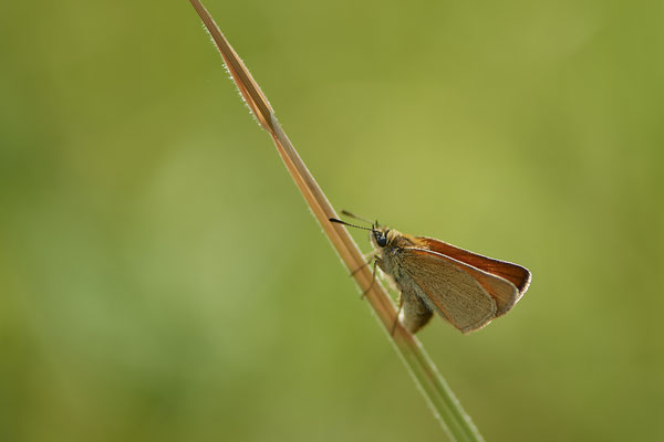 Dickkopffalter - Kaiserstuhl - (23.06.2020)