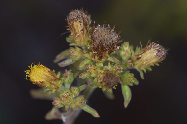 Pentanema conyzae / Dürrwurz Alant - OB Zeche Sterkrade - (14.08.2019)