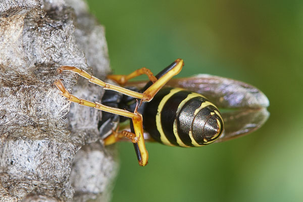 Nr.0488 - Nest 1 - Polistes /  Feldwespe - OB Neue Mitte 2 - 51°29`17.47" 6°53`51.86" - (09.05.2019)
