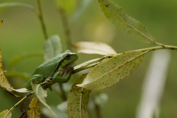 Europäische Laubfrosch