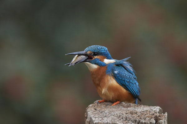 Serie vom Eisvogelmann - heute im Garten - (25.11.2019)