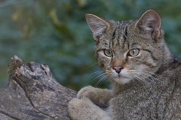 Europäische Wildkatze - 2ter Tag im Biotopwildpark Anholter Schweiz - (22.09.2020)