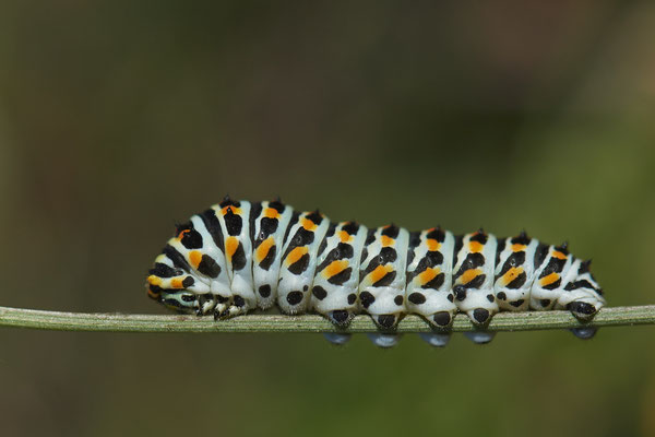  Papilio machaon / Schwalbenschwanz - DIN Emschermündung - 51°33`43.02" 6°41`27.86" - (18.09.2019)