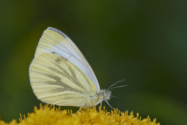 Grünader Weißling (Pieris napi)