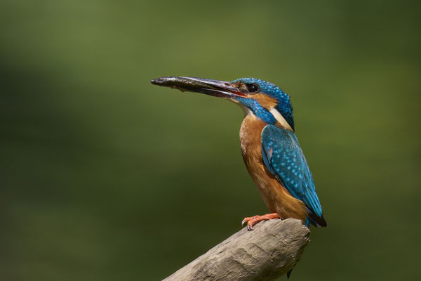 Eisvogel