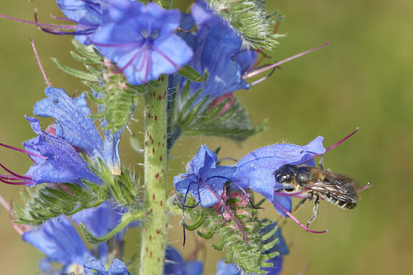 Nr.0739 - Megachile ericetorum / Platterbsen-Mörtelbiene - m - OB LMB - 51°29`11.55" 6°53`53.48" - (18.06.2019)