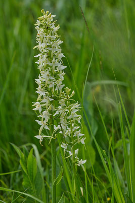 Zweiblättrige Waldhyazinthe - (Urlaub im Allgäu / Bayern vom  08.06. bis 19.06.2025)