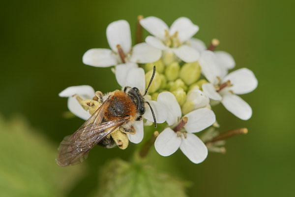 Andrena haemorrhoa - Düsseldorf - Urdenbacher Kämpe - (09.05.2021)