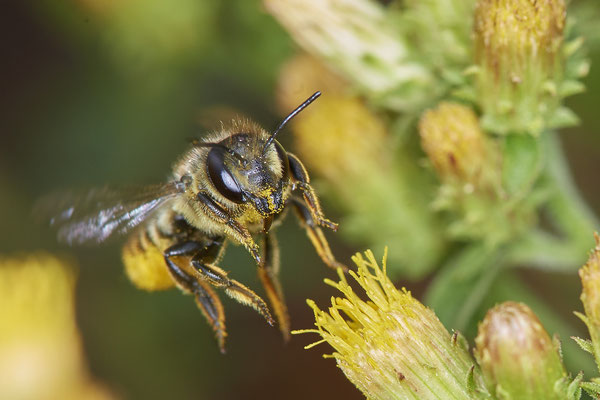 Nr.1058 - Megachile centuncularis / Blattschneiderbiene - OB LMB - 51°29`11.55" 6°53`53.48" - (31.07.2019)