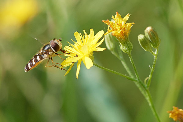 Hainschwebfliege - Episyrphus Balteatus