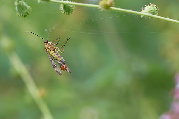 Gemeine Skorpionsfliege