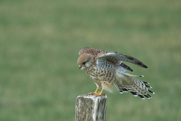 Turmfalke - Lüftung des Gefieders nach dem putzen