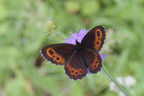 Weißbindiger Mohrenfalter