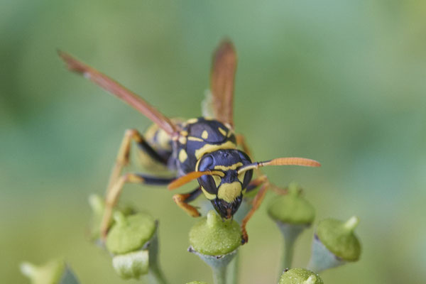Nr. 03/14 - Gallische Feldwespe (Polistes dominula) - Dinslaken-Hiesfeld Kirchstraße gegenüber vom Mühlenmuseum ( 20.09.2018 )