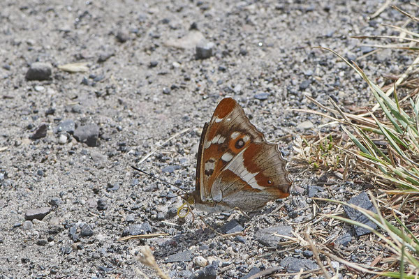 Großer Schillerfalter - Hünxe - (26.06.2022)