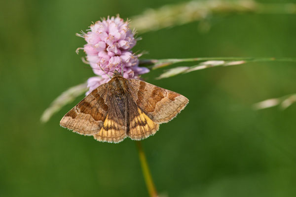 Braune Tageule