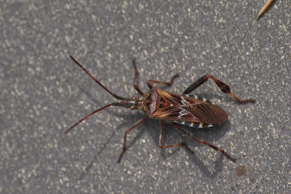 Amerikanische Kiefernwanze