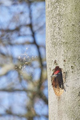 Schwarzspecht - immer weder werden Holzspäne ausgeworfen - (28.03.2021)