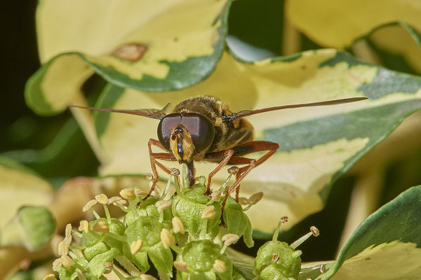 Nr. 5-2/10 - Schwebfliege - Oberhausen-Schmachtendorf Hiesfelderstraße (24.09.2018)