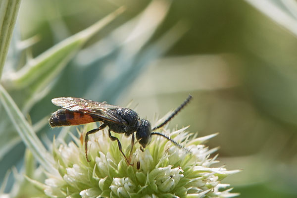 Sphecodes gibbus m - Dinslaken Emschermündung - 51°33`56.26" 6°41`27.74" - (12.08.2020)