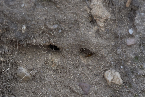 Nr.16-1/02 - Colletes hederae - OB Sterkrader Heide: 51.533430, 6.868488 - Hier 6 Nesthöhlen + 9 in umliegenden Kaninchenkratzlöchern (15.10.2018)