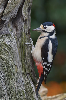 Buntspecht im Garten - (17.10.2019)