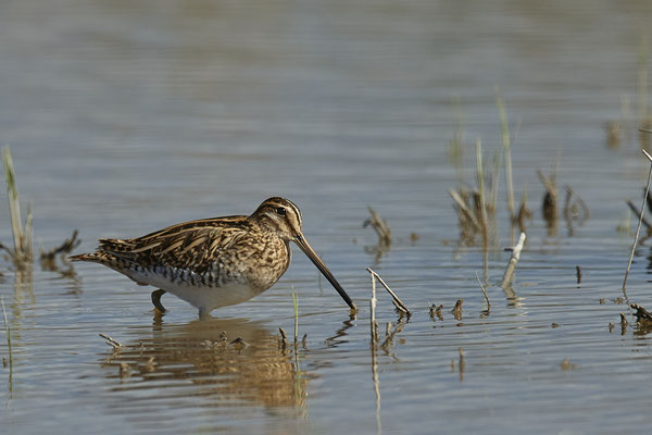 Bekassine ( Naturpark Albufera )
