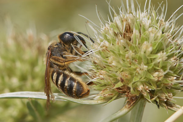Halictus scabiosae / Gelbbindige-Furchenbiene - Dinslaken Emschermündung - (18.08.2020)