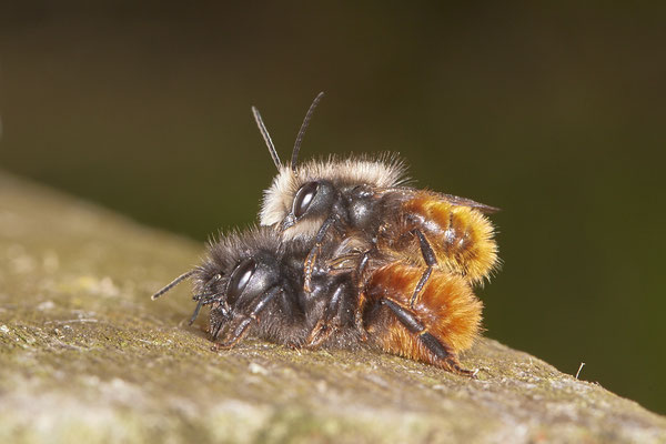 Gehörnte Mauerbiene