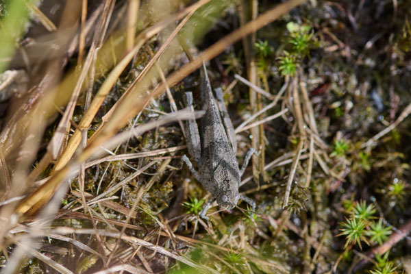 Blauflügelige Ödlandschrecke