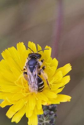 Andrena flavipes - Garten