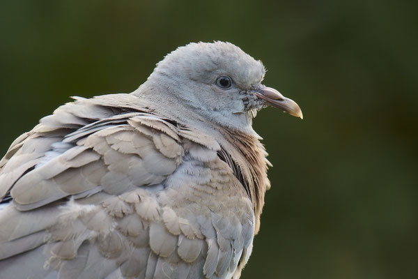Ringeltaube - Jungvogel