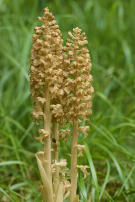 Vogel-Nestwurz - Orchideen-Urlaub im Allgäu vom 26.05. bis 09.06.2024