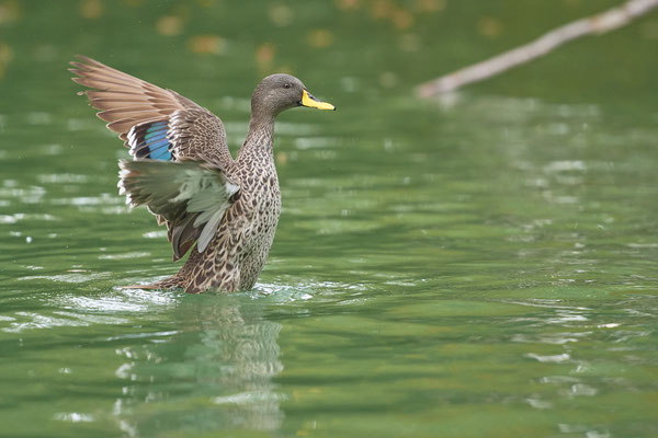 Gelbschnabelente - Zoo Duisburg