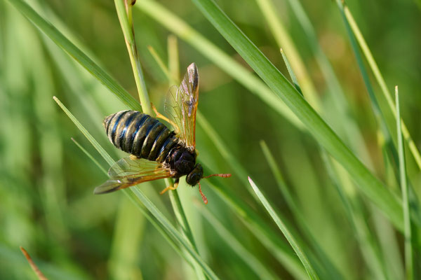 Abia sericea